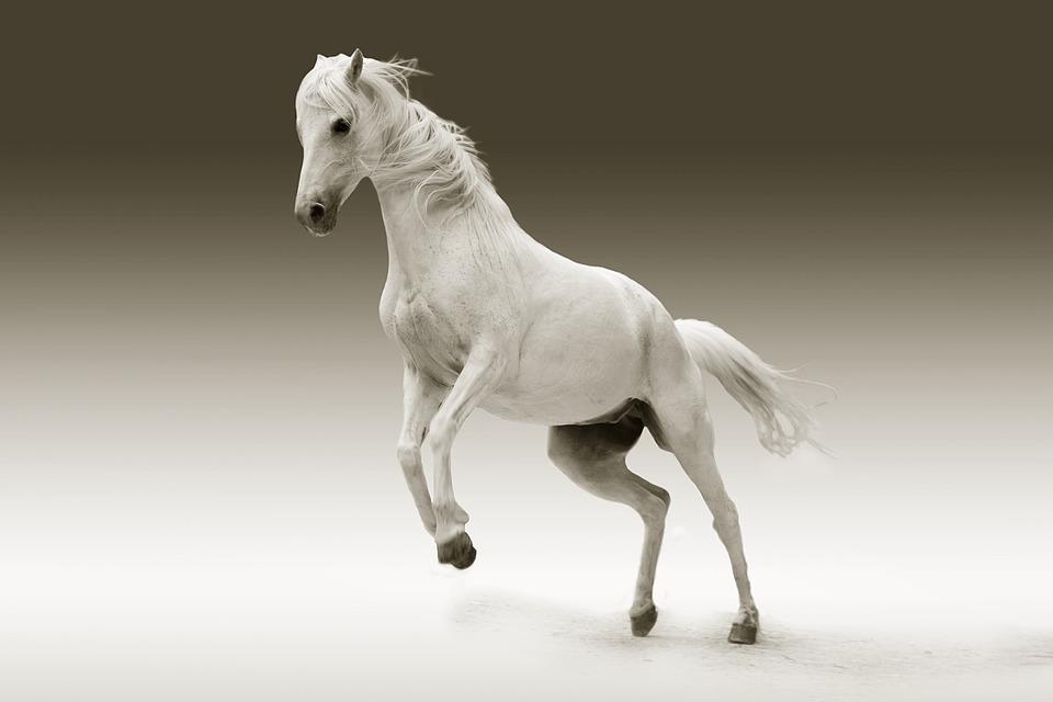 Kůň je můj sen.