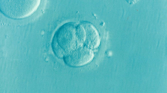 embryo.png